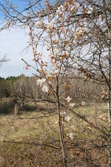 Amelanchier laevis