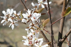 Amelanchier laevis