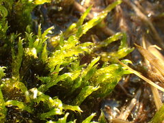 Sarmentypnum exannulatum