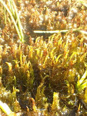 Sarmentypnum exannulatum