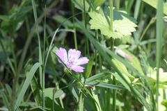 Geranium nodosum