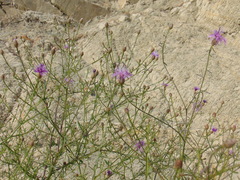 Centaurea glaberrima divergens
