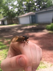 Magicicada cassinii