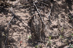 Phrynosoma blainvillii