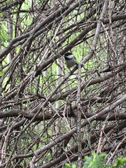 Poecile atricapillus image