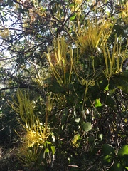 Psittacanthus robustus