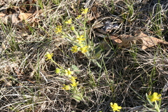 Ranunculus rhomboideus