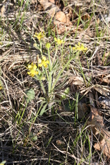 Ranunculus rhomboideus