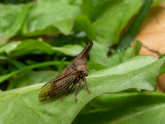 Calloconophora rubricornis