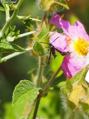 Sazonia fenusaeformis