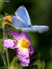 Celastrina argiolus