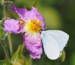 Celastrina argiolus