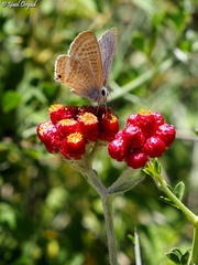 Helichrysum sanguineum