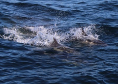 Delphinus