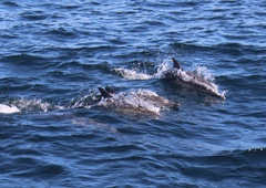 Delphinus