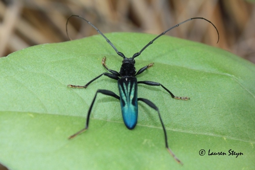 Compsomera nigricollis