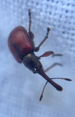 Tatianaerhynchites aequatus