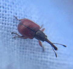 Tatianaerhynchites aequatus