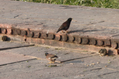 Acridotheres tristis