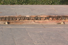 Funambulus pennantii