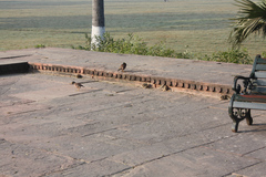 Funambulus pennantii