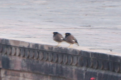 Acridotheres tristis