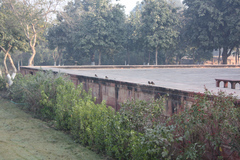 Acridotheres tristis