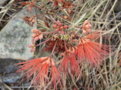 Calliandra hirsuta