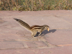 Funambulus pennantii