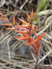 Pitcairnia karwinskyana