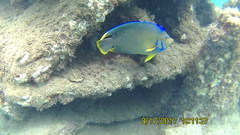 Holacanthus bermudensis