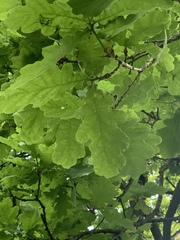 Quercus robur