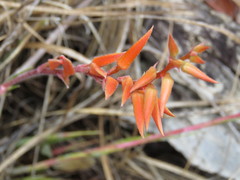 Pitcairnia karwinskyana