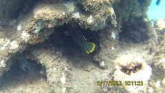 Holacanthus bermudensis