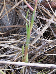Pitcairnia karwinskyana
