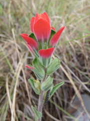 Castilleja nervata
