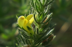 Aspalathus asparagoides