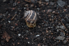 Helix albescens