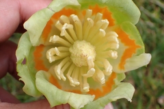 Liriodendron tulipifera