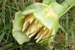Liriodendron tulipifera