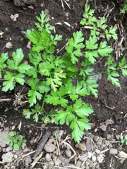 Petroselinum
