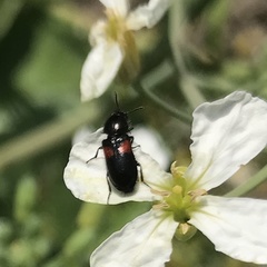 Divales bipustulatus