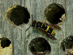 Ancistrocerus longispinosus