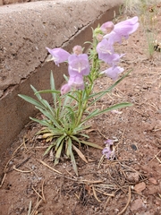 Penstemon jamesii