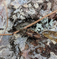 Stropenron hieroglyphica