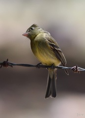 Empidonax occidentalis