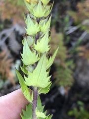Alectra sessiliflora sessiliflora