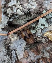 Stropenron hieroglyphica