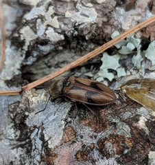 Stropenron hieroglyphica