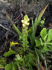 Alectra sessiliflora sessiliflora
